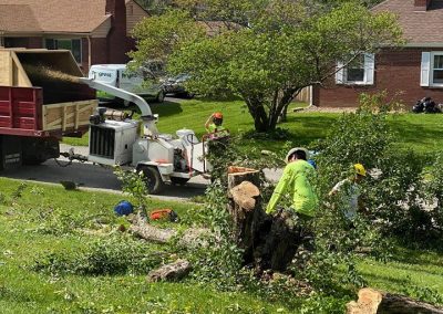 Gallery Brother In Law Tree Service